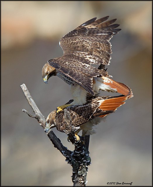 _2SB3768 red-tailed hawks mating.jpg